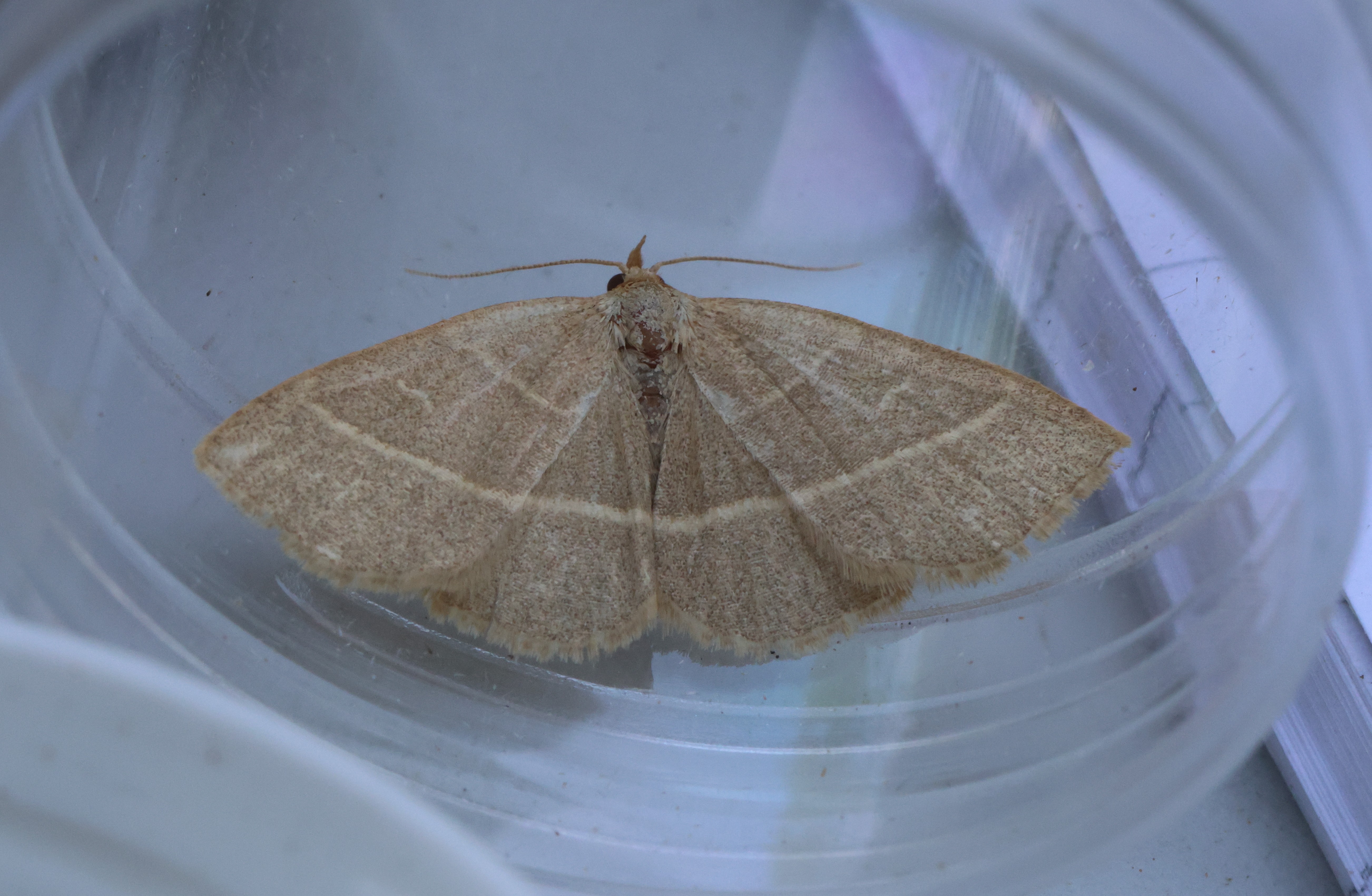 Photo of Olive Crescent (Trisateles emortualis)